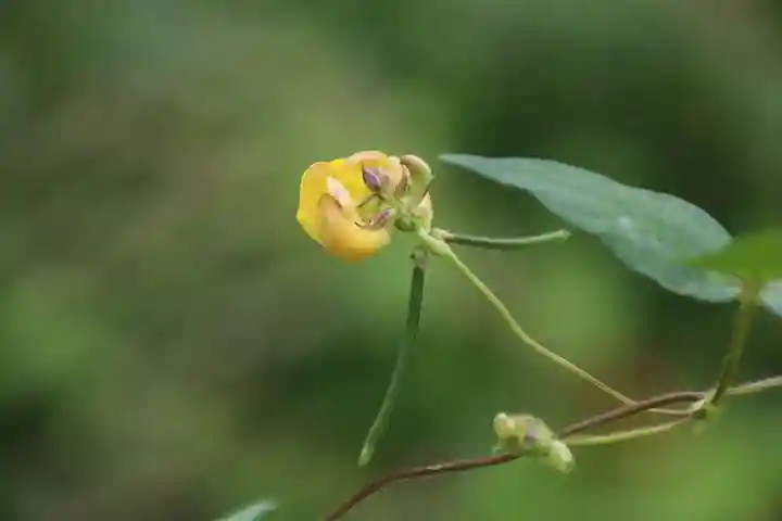 高司神社〜むすびの神の鎮まる社〜の自然