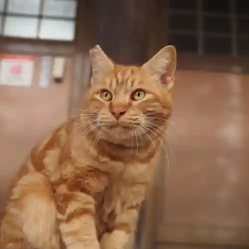 天王山 安楽寺(福井県)