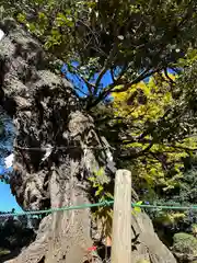 九重神社(埼玉県)