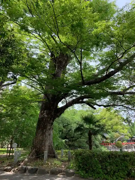 三嶋大社の自然