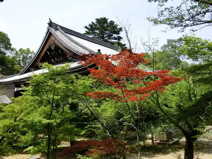 光明寺(粟生光明寺)の自然
