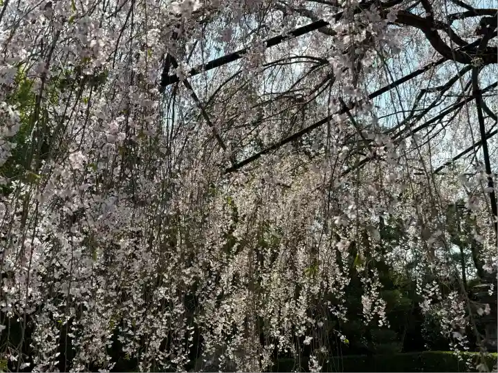 退蔵院(京都府)