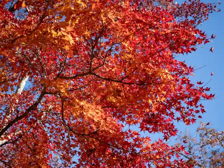 三峯神社(埼玉県)