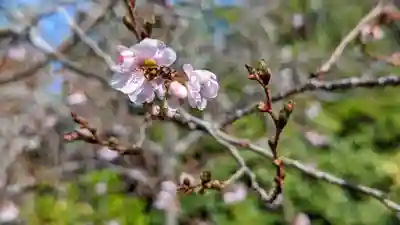 実光院(京都府)