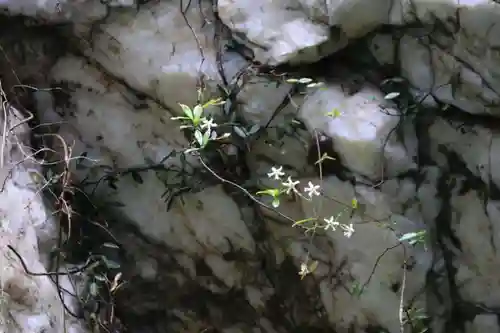 鹿島大神宮の自然