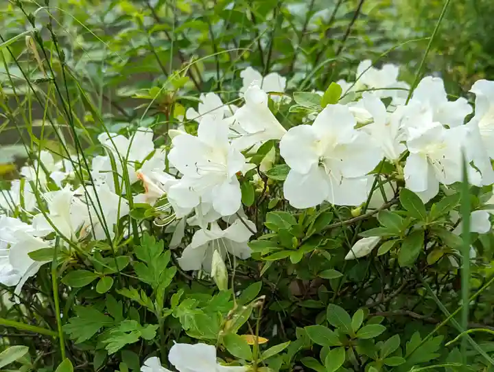 法金剛院(京都府)