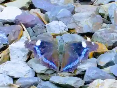 八街神社の動物