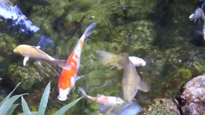 秩父神社の動物