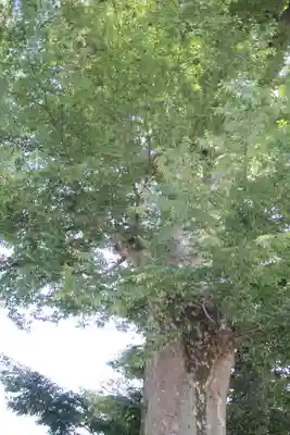 八枝神社(埼玉県)