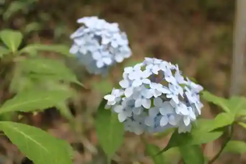 高幡不動尊　金剛寺(東京都)
