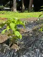 守りの神 藤基神社(新潟県)