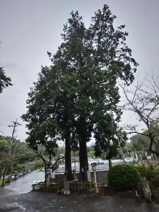 武雄神社の自然
