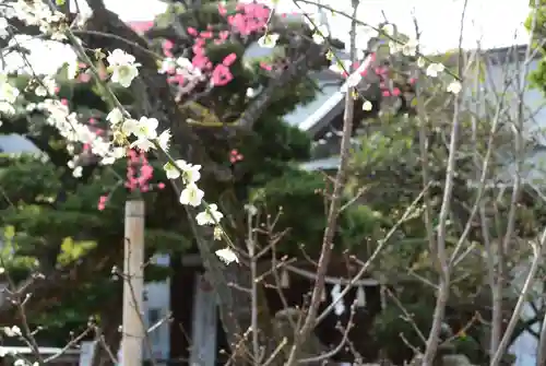 鳩森八幡神社の自然