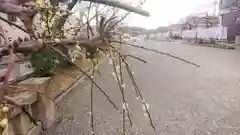 尾張大國霊神社（国府宮）の自然