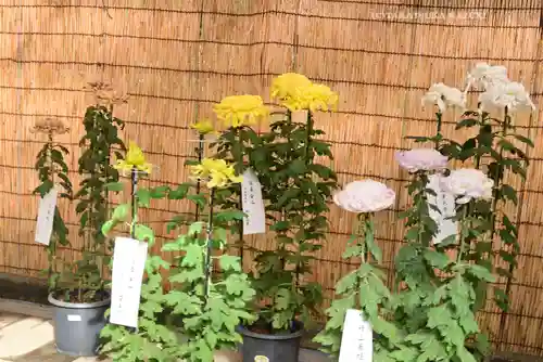 明治神宮(東京都)