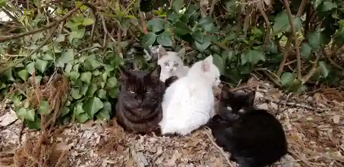 息栖神社の動物