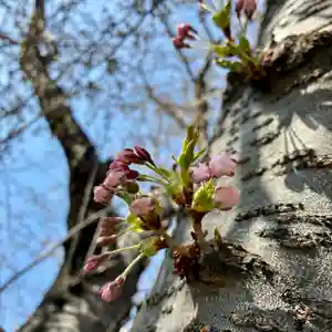 苗穂神社(北海道)(2026年04月19日(日) 16時37分24秒投稿)