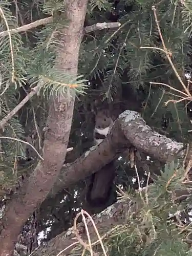 留辺蘂神社の動物