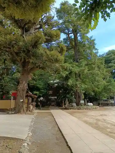 駒込富士神社(東京都)