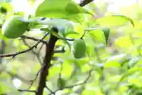 三津厳島神社の自然