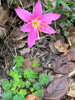 出雲伊波比神社(埼玉県)