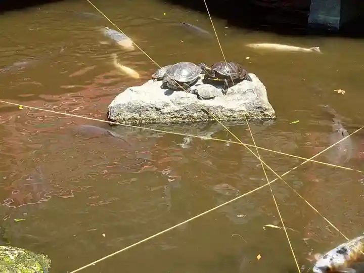 今泉八坂神社の動物
