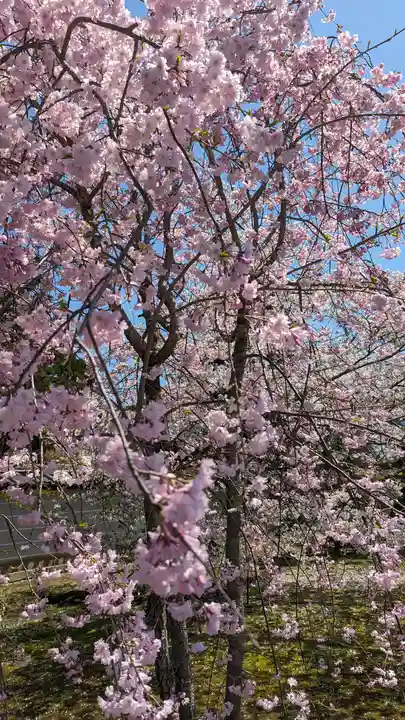 仁和寺(京都府)