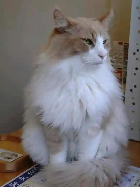 駒込妙義神社の{uncategorized: "未分類", other: "その他", undefined: "問題あり", building: "その他建物", grave: "お墓", sacred_gate: "鳥居", guardian: "狛犬", statue: "像", buddha: "仏像", history: "歴史", nature: "自然", garden: "庭園", animal: "動物", pagoda: "塔", temizu: "手水舎", mountain_gate: "山門・神門", sanctuary: "本殿・本堂", subordinate: "末社・摂社", art: "芸術", scenery: "景色", jizo: "地蔵", ema: "絵馬", goshuin: "御朱印", omikuji: "おみくじ", items: "授与品その他", amulet: "お守り", goshuincho: "御朱印帳", eats: "食事", festival: "お祭り", votive_dance: "神楽", shichigosan: "七五三参", wedding: "結婚式", experience: "体験その他", initially: "初詣", around: "周辺", anti_infection: "感染症対策"}