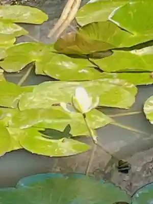 高屋敷稲荷神社(福島県)