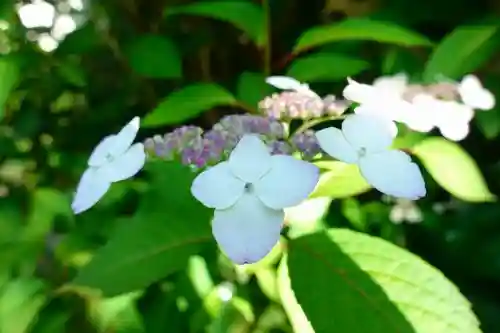 當麻寺中之坊の自然