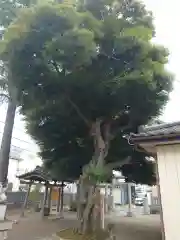 雷神社(東京都)