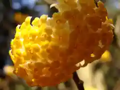 焼森山雷神神社の自然