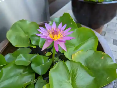 法乗院(京都府)