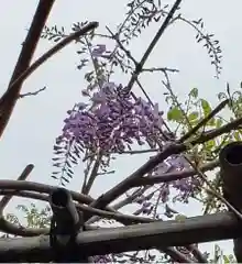 藤神稲荷神社の自然