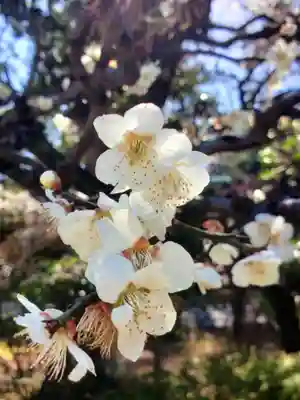 布多天神社(東京都)