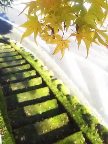 幡稲荷五桂大神社の自然