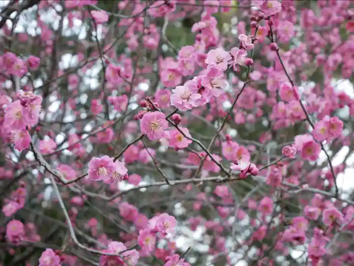 穂高神社本宮の自然