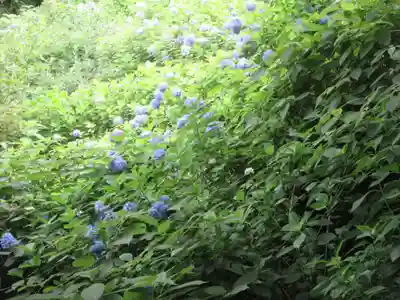 明月院(神奈川県)