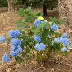 嚴島神社 (京都御苑)の自然