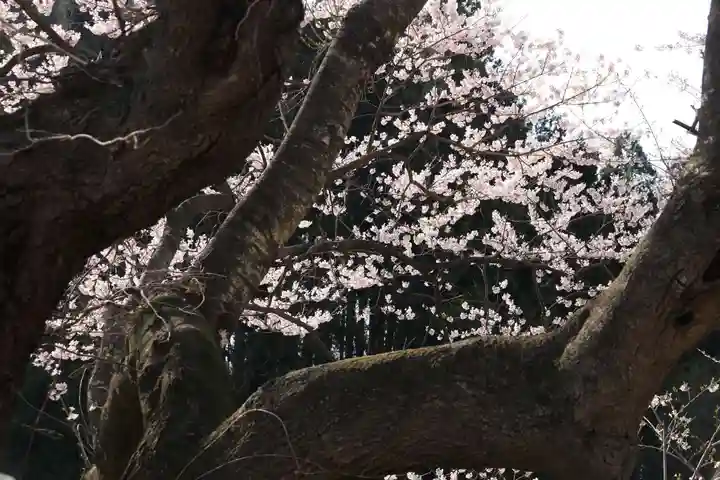 宇賀神さまの自然