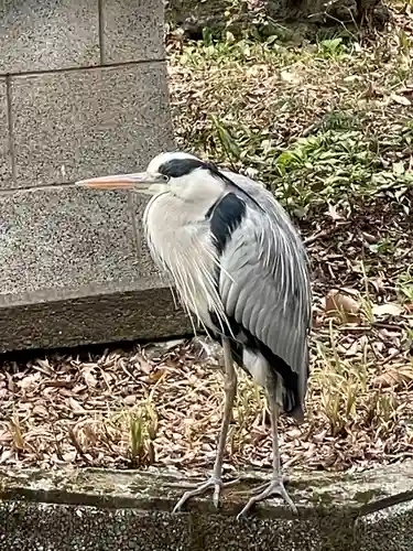 前玉神社の動物
