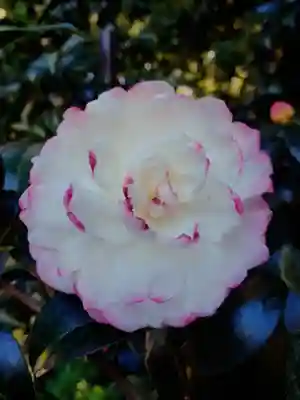 阿佐ヶ谷神明宮(東京都)