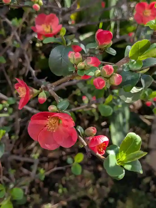 成子天神社(東京都)