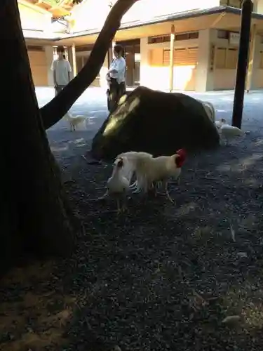 伊勢神宮外宮（豊受大神宮）の動物