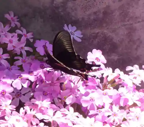 留辺蘂神社の動物