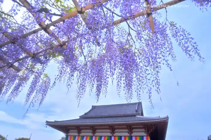 西新井大師総持寺(東京都)