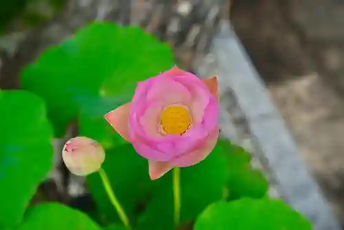 法源寺(山梨県)