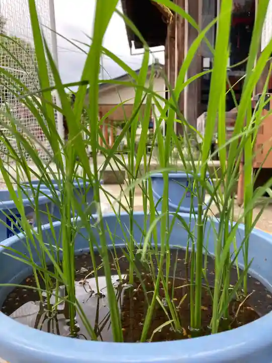 總社 和田八幡宮の庭園