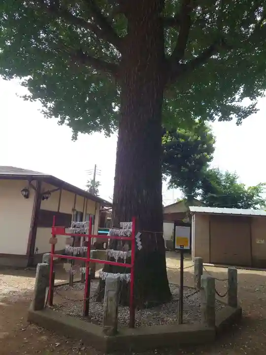 野々宮神社の自然