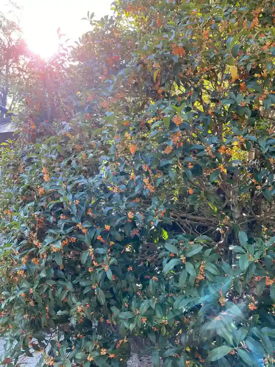 黒髪神社の自然